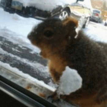 Sloth (USA-2) : These Peanuts Are Chilly!